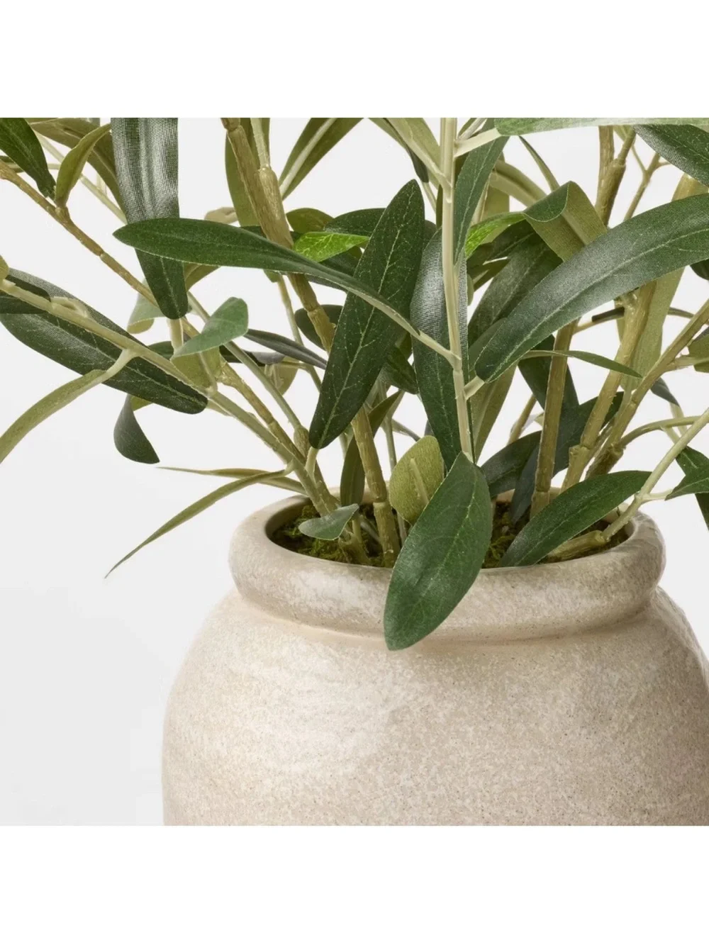 Large Olive Leaf Potted Arrangement - Threshold designed with Studio McGee
